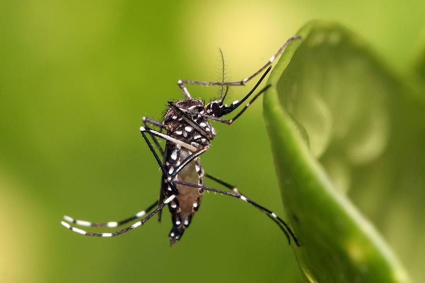 Por casos de dengue suspenden clases en escuela primaria de Acatlán  