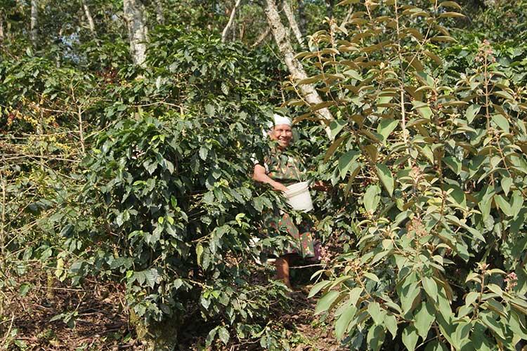 En riesgo recursos federales para cafeticultores poblanos