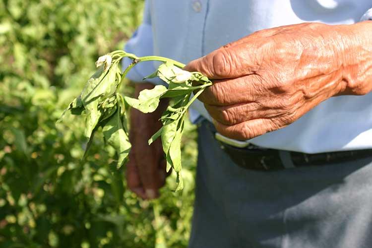 Retrasada producción de chile poblano en la región de Texmelucan