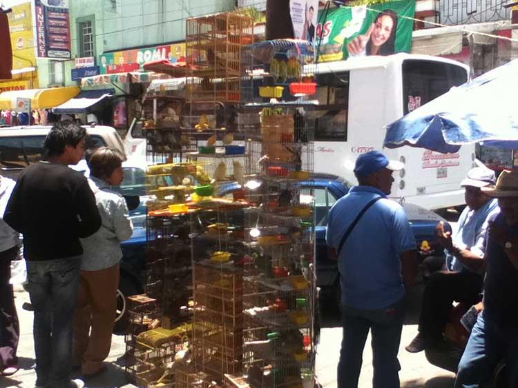 Venta indiscriminada de aves exóticas en calles de Texmelucan