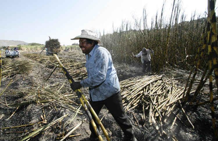 Endulcorantes ponen en jaque a industria azucarera en México