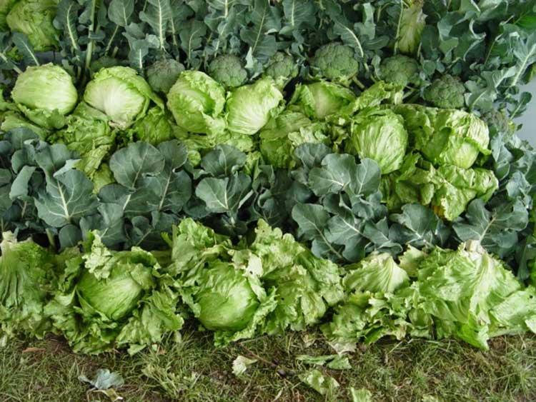 Productores de hortalizas en Tehuacán son capacitados para exportar