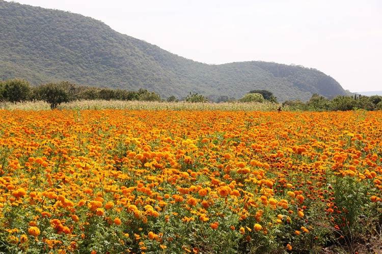 Cae producción de flor de muerto en la zona de Atlixco