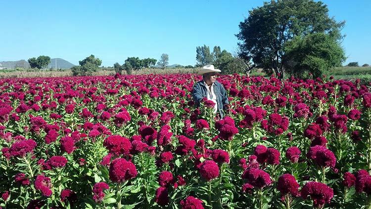 Más de 5 mil productores se instalarán en Atlixco por Día de Muertos