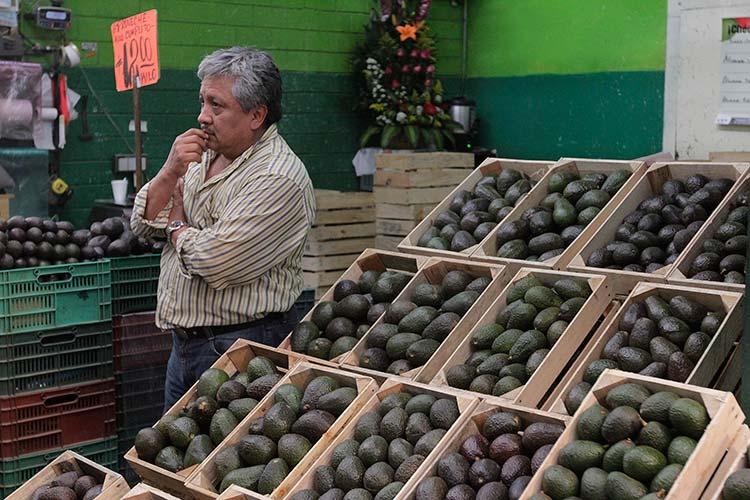 Carece aguacate poblano de canales de comercialización