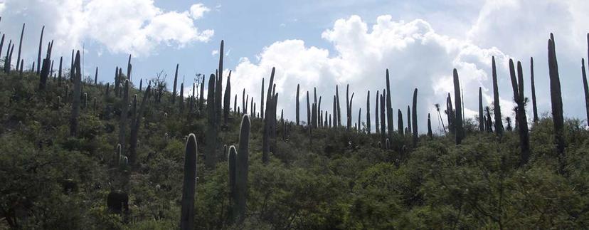 Incendio consume 20 hectáreas de la Reserva Tehuacán-Cuicatlán