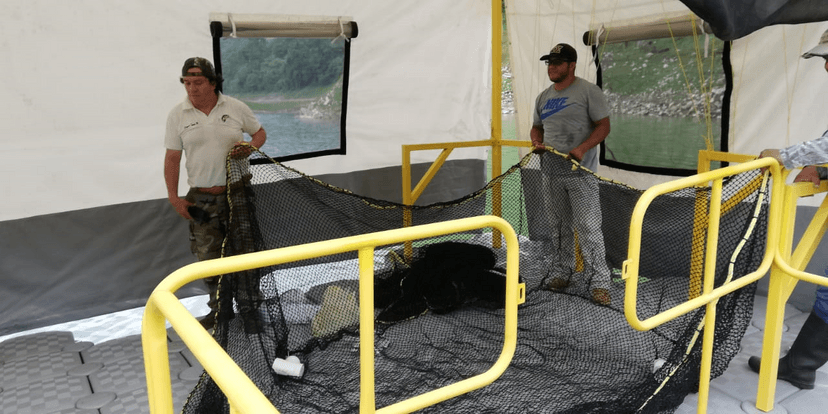 Producirán tilapia en aguas de presa de Necaxa, en Juan Galindo