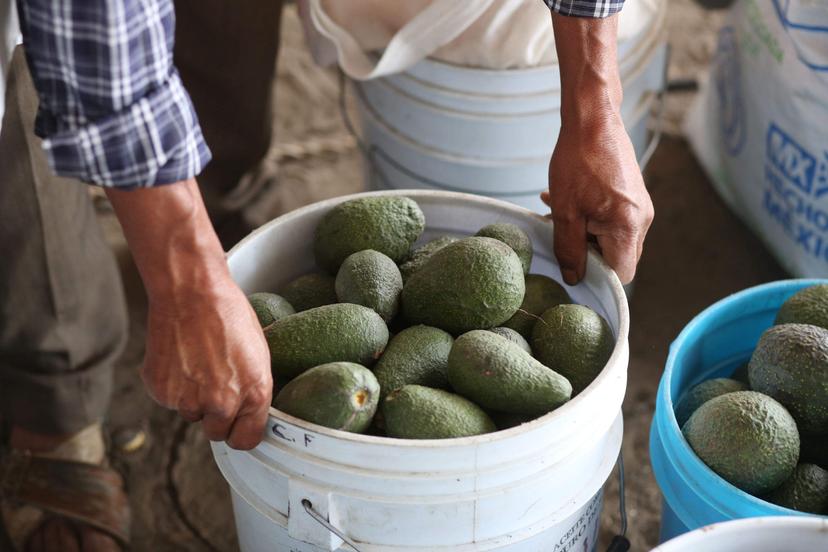 En julio México reactivará exportación de aguacate a Estados Unidos