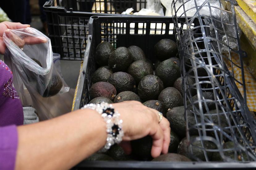 Este miércoles quedará restablecido al 100% exportaciones de aguacate michoacano a EU