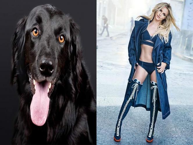 Perrito que 'interpreta' Toxic se vuelve viral