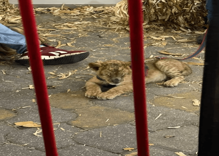 Comercializan animales exóticos en la Feria de Acatzingo