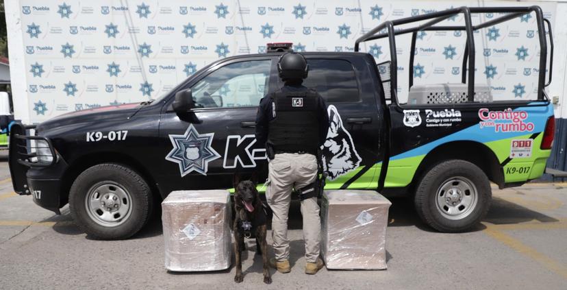 K9 de la Policía Municipal de Puebla decomisa 100 kilos de marihuana