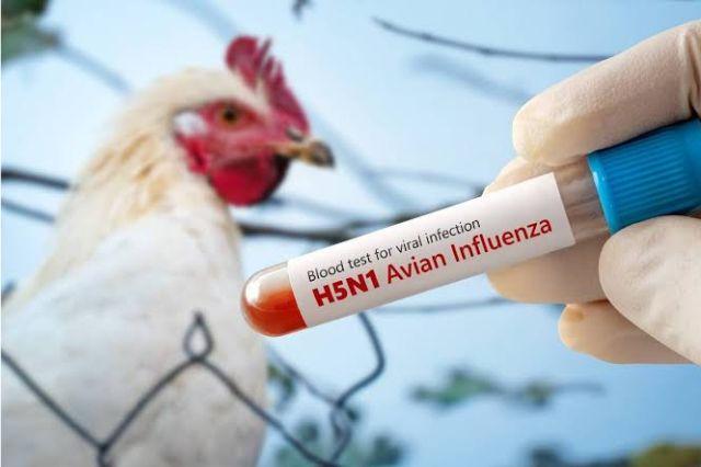 Salud aclara si seguro consumir pollo o huevo ante gripe aviar en México