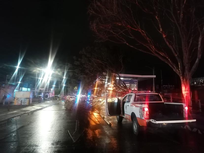 Colapsan árbol y poste en paradero de RUTA en Valsequillo y Las Torres