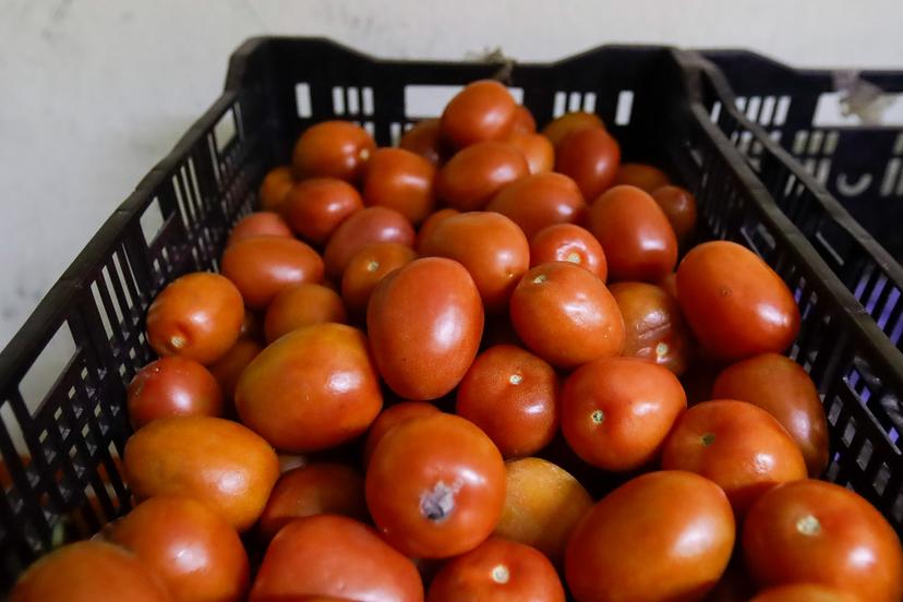 Otro golpe de Trump a México, impondrá aranceles al tomate
