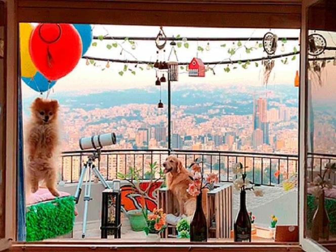 VIDEO Globos hacen que perrito se eleve por los cielos