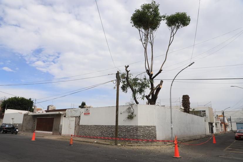 Genera polémica tala de un árbol en Barrio de Santiago