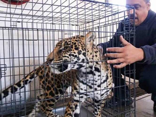 Jaguar se escapa de residencia y ataca a trabajador