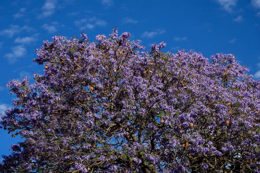 Puebla se embellece con la temporada de jacarandas