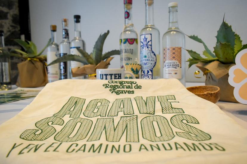 Céspedes invertirá 400 mdp para sembrar 10 mil ha de agave mezcalero