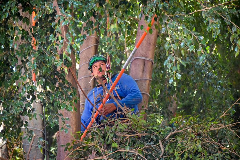 VIDEO Realizan poda de árboles en la 3 Oriente