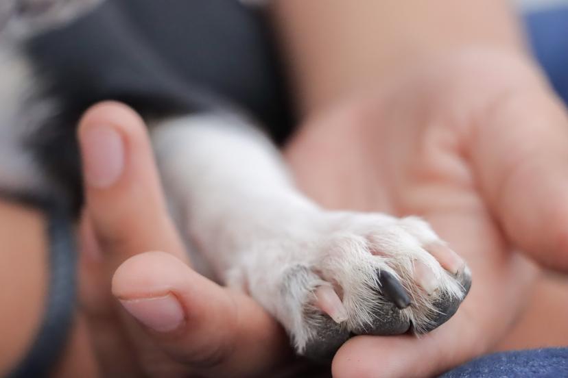 DIF Estatal te invita a la Feria de Adopción de Peluditos