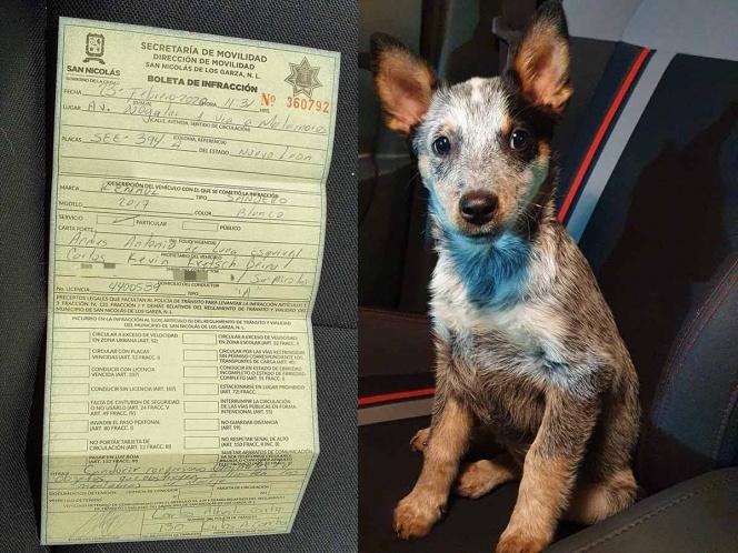 Llevaba a su cachorro de copiloto y policía lo multó