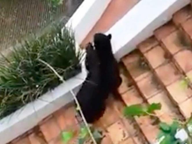 Sorprende oso negro que se mete a casa en busca de comida