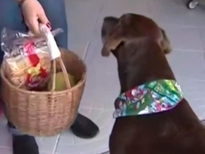 Asaltan a perrito repartidor, le quitaron el mandado y su canastita