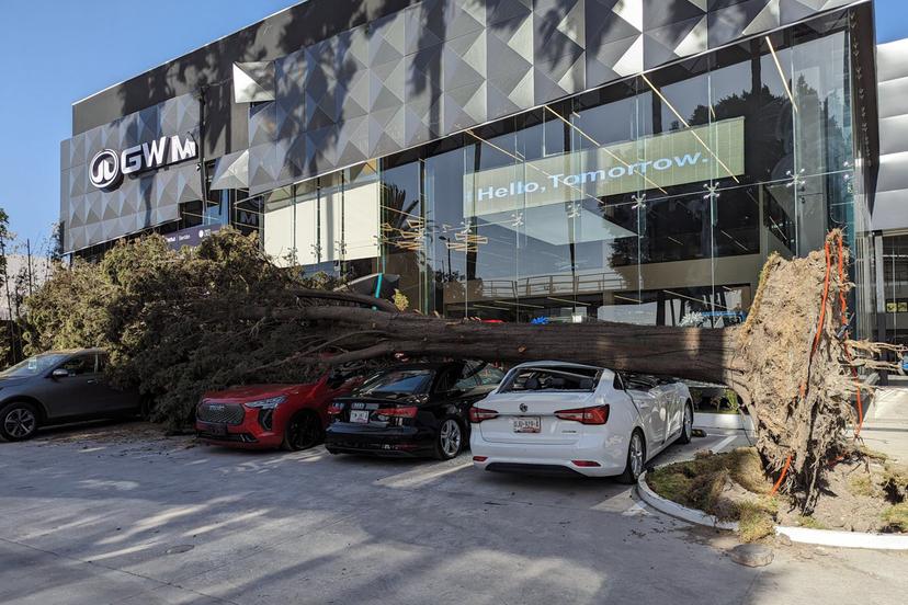 VIDEO Árbol cae sobre autos en bulevar Hermanos Serdán