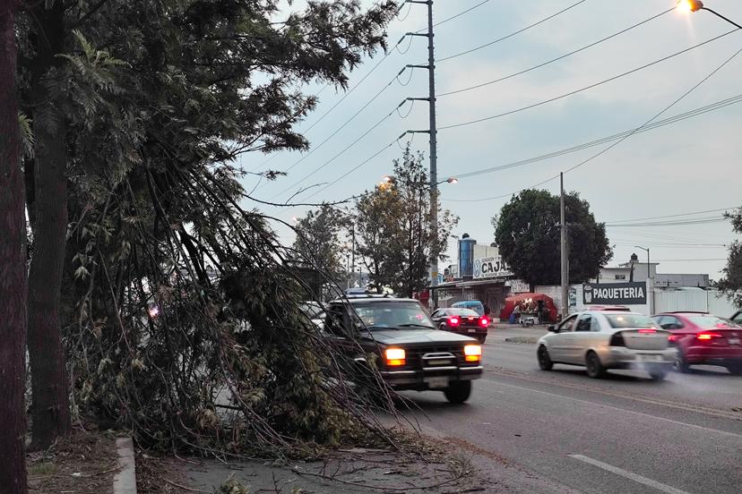 VIDEO Lluvia deja accidentes, apagones, caídas de ramas y árboles