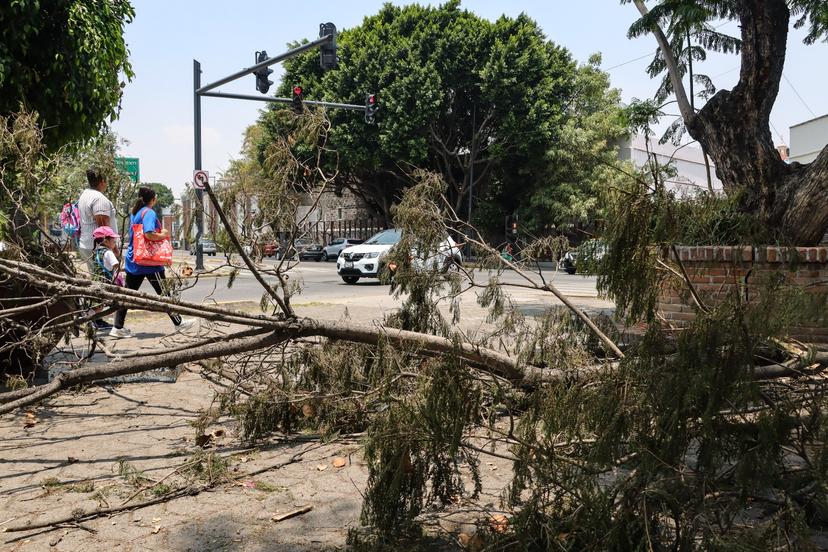 Se desprende ramas de un árbol sobre el Bulevar 5 de Mayo