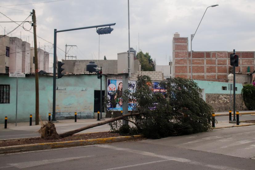 VIDEO Árboles derribados por las lluvias continúan en bulevar Xonaca