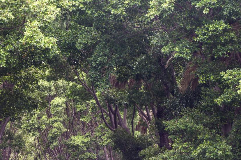 VIDEO Los Árboles, incalculable el valor de los pulmones del planeta