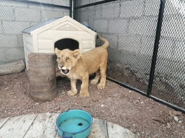 Profepa rescata a cachorro de león de Balcones del Sur