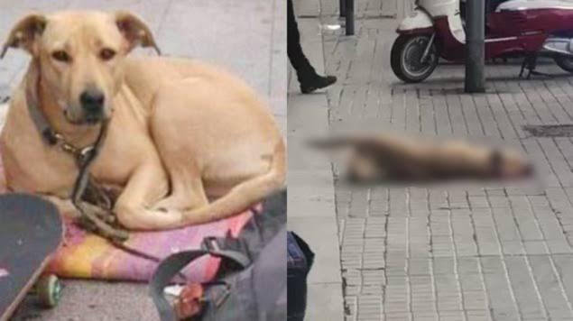 VIDEO Policía asesina al perro de un indigente