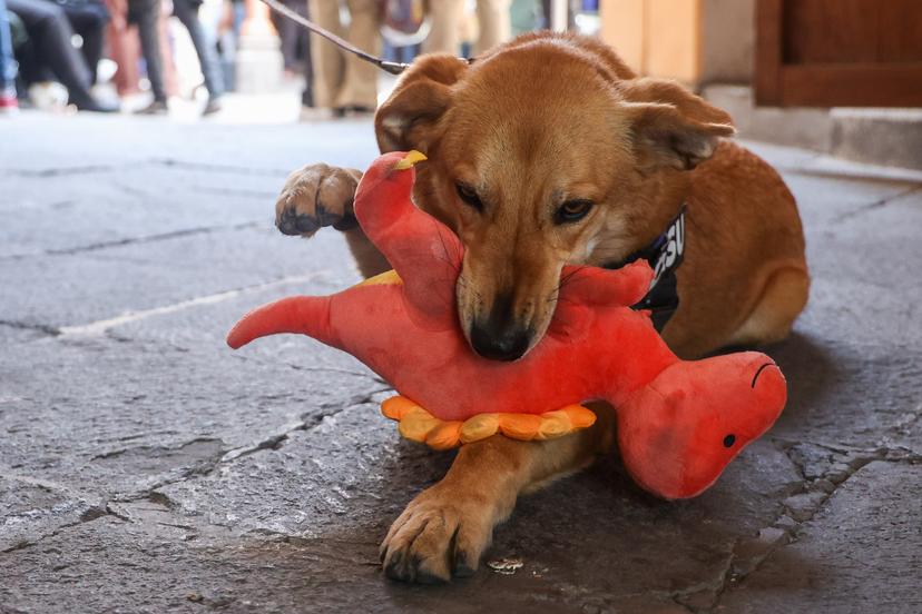 VIDEO El perrito Carolino celebra dos años