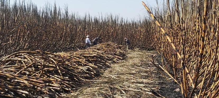 Sequía y alza en fertilizantes provocaron caída en producción de azúcar a nivel nacional  