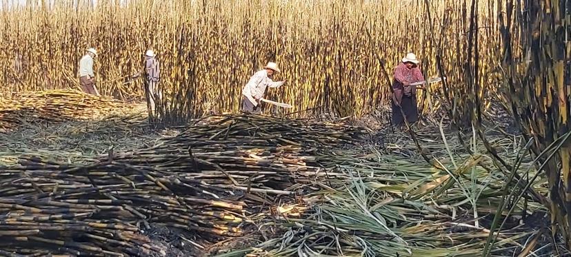 Sequía produce déficit de caña en la zona sur de Puebla