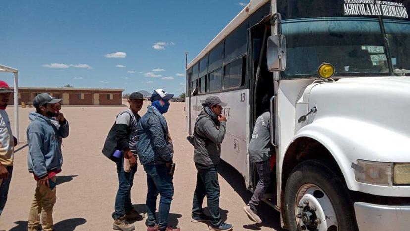 Mixtecos abandonan su tierra para ir al corte de uva en Sonora