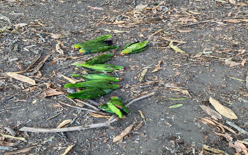 Golpe de calor ya está afectando a decenas de aves en la Huasteca Potosina