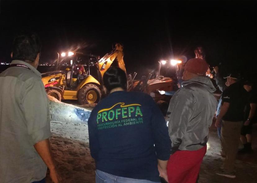 FOTOS Ballena jorobada muere varada en Mazatlán