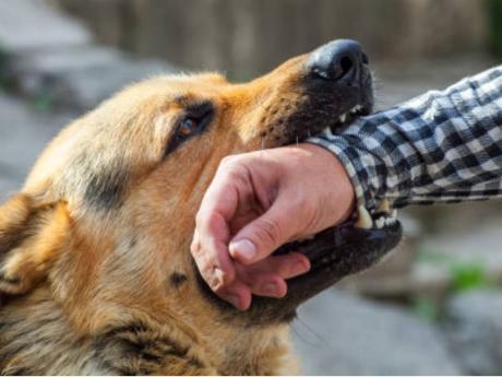 Consideran caso aislado ataque canino en Cerro Zapotecas