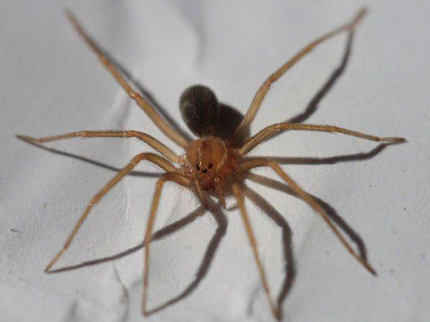 Van 8 casos de picadura de araña violinista en el estado en 2025