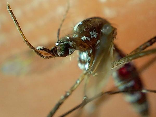 Advierte Salud que automedicación empeora padecimiento del dengue 