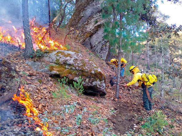 Estado combate con eficacia 301 incendios forestales y reduce superficie afectada