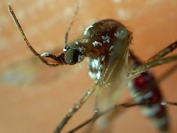 Casos de dengue en Puebla, siguen en aumento: Salud