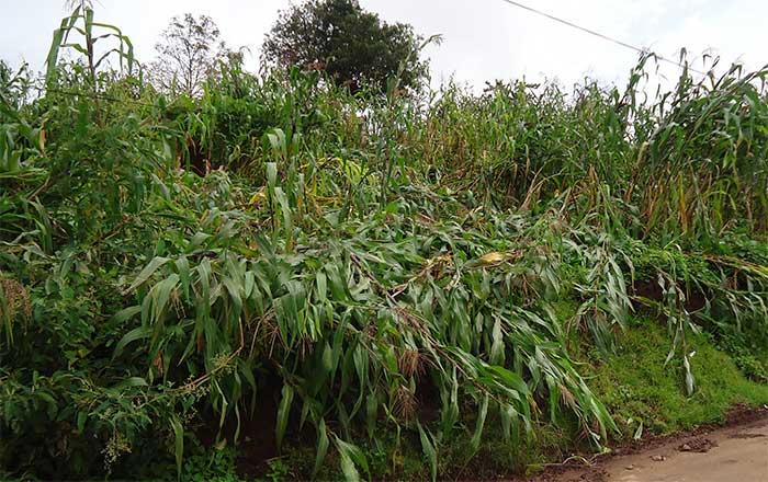 Daña Fernand más de 200 hectáreas de maíz en Zacapoaxtla