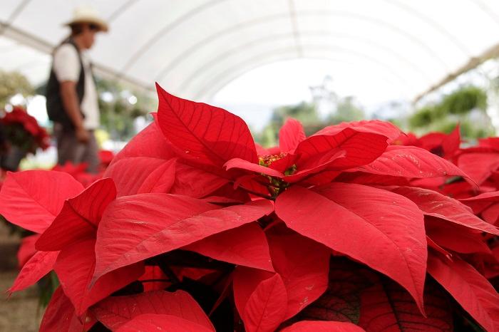 Puebla, cuarto lugar en producción de Nochebuena y árboles navideños