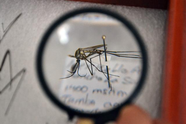 En la BUAP identifican insectos no registrados en Puebla